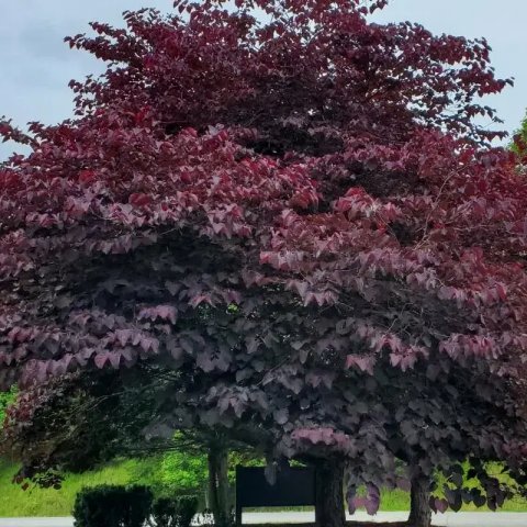 Cercis canadensis 'Forest Pansy'