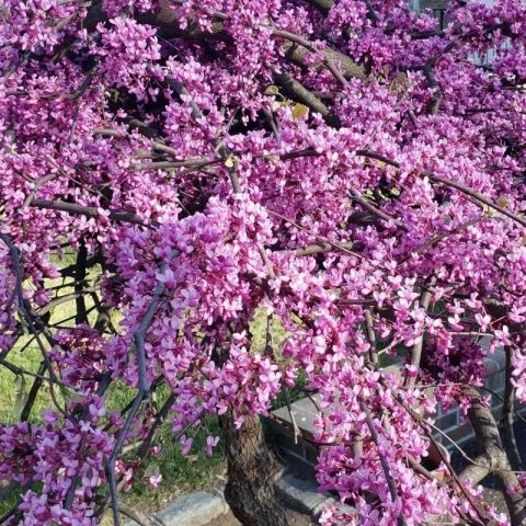 Cercis canadensis 'Lavender Twist'