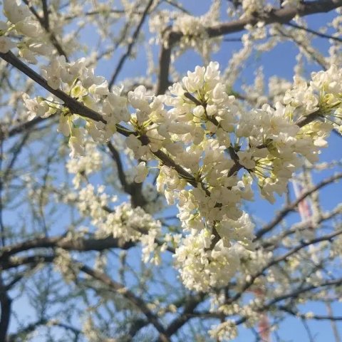 Cercis canadensis 'Royal White'