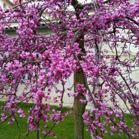 Cercis canadensis 'Traveler'