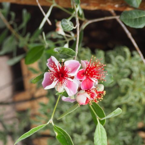 Feijoa sellowiana 