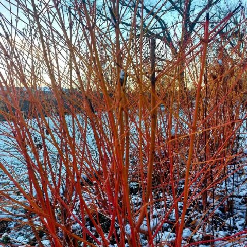 Cornus alba 'Baton Rouge'®