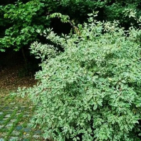 Cornus alba 'Elegantissima'