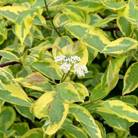 Cornus alba 'Gouchaultii'