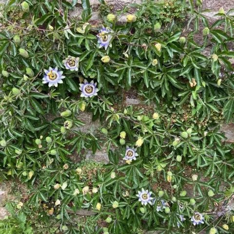 Passiflora caerulea 