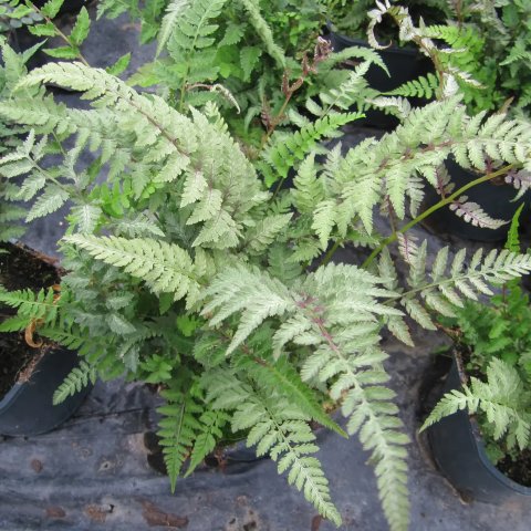 Athyrium niponicum metallicum