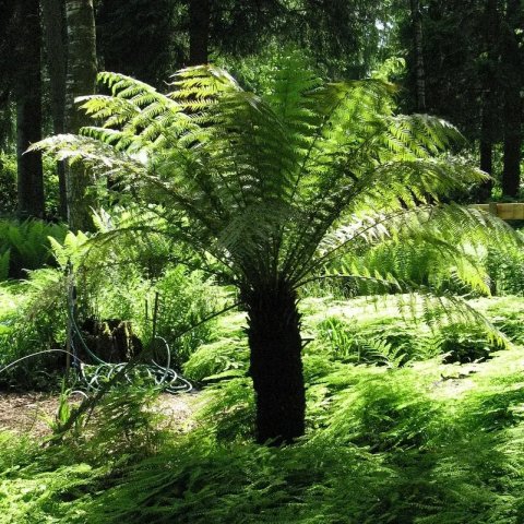 Dicksonia antarctica 