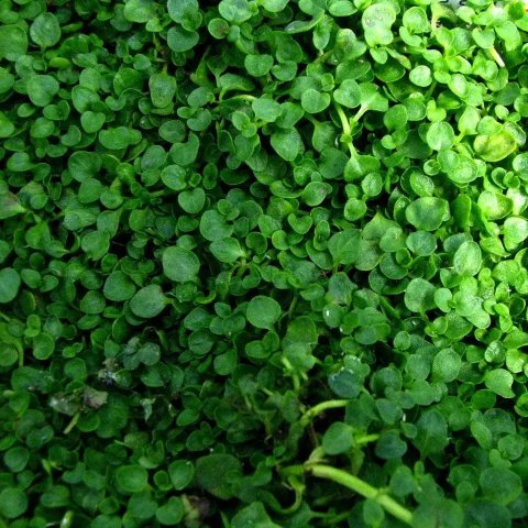 Mentha requienii