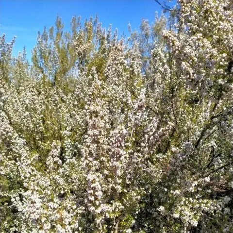Erica arborea 