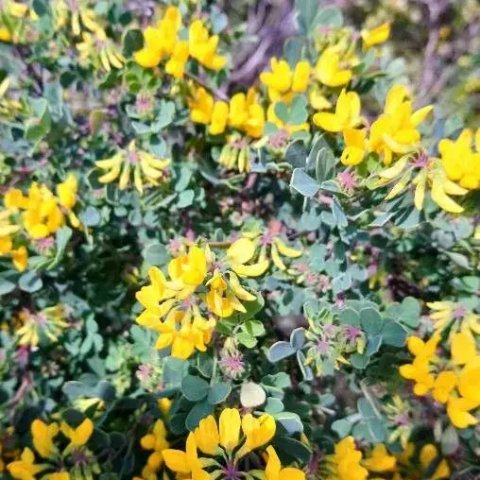 Coronilla valentina (glauca) 