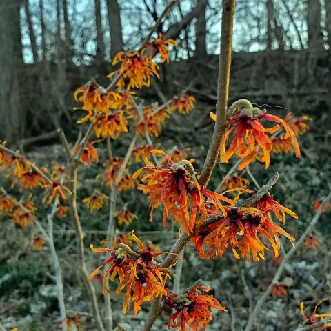 Hamamelis intermedia 'Aphrodite'