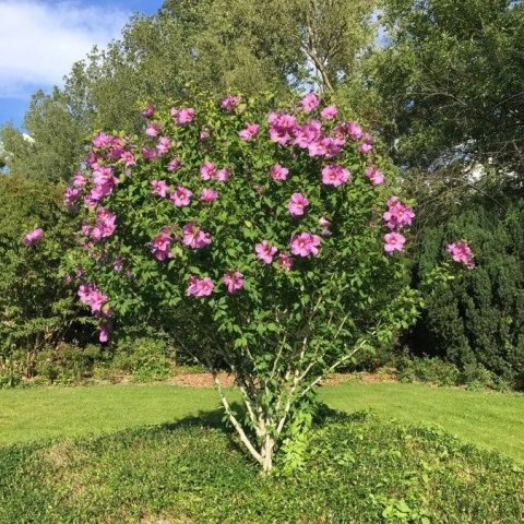Hibiscus syriacus 