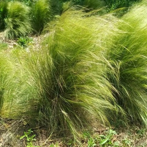 Stipa tenuifolia 'Pony Tails'