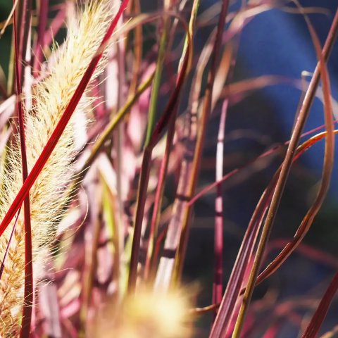 Pennisetum setaceum 'Fireworks ®'