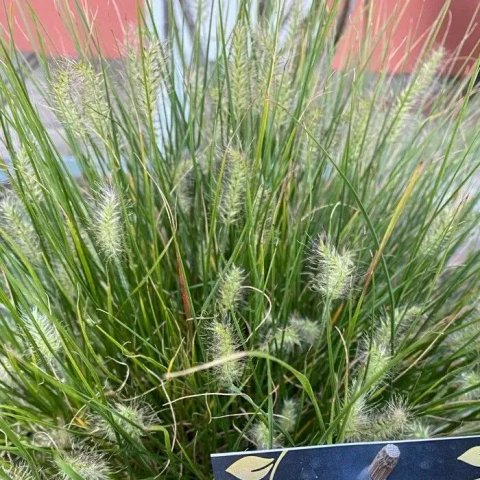Pennisetum alopecuroides 'Hameln'