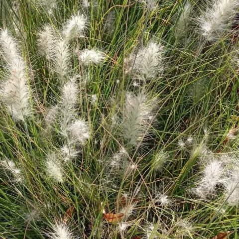 Pennisetum orientale 