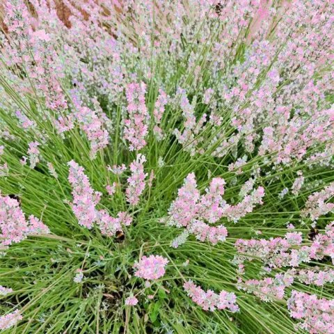 Lavandula angustifolia 'Rosea'