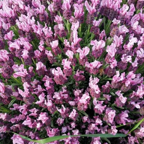 Lavandula stoechas 'the princess'