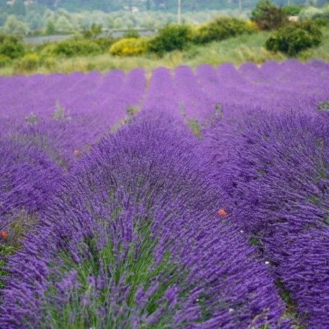 Lavandula x intermedia 'Grosso'