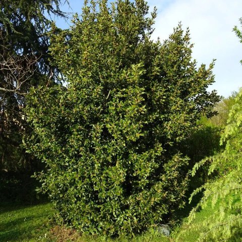 Laurus nobilis | Laurier sauce
