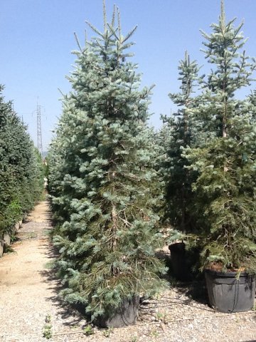 Abies concolor 