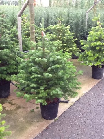 Abies nordmanniana 