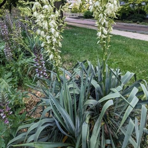 Yucca filamentosa 