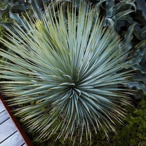 Yucca rostrata x Sapphire skies