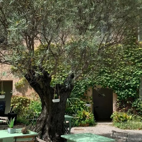 Olea Europaea - Olivier 