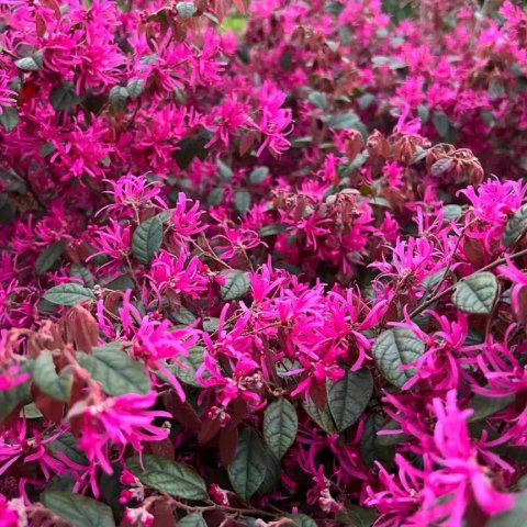 Loropetalum chinense 