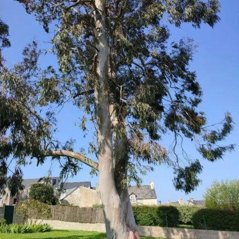Eucalyptus globulus 
