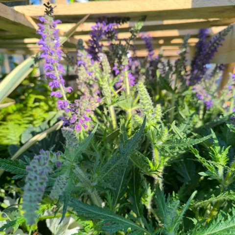 salvia nemorosa 'Feather falls'