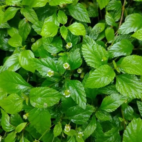Lippia dulcis
