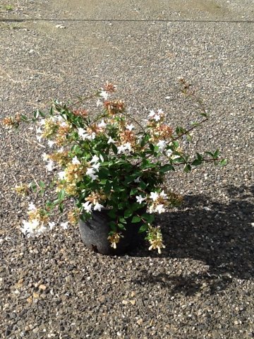 Abelia grandiflora 