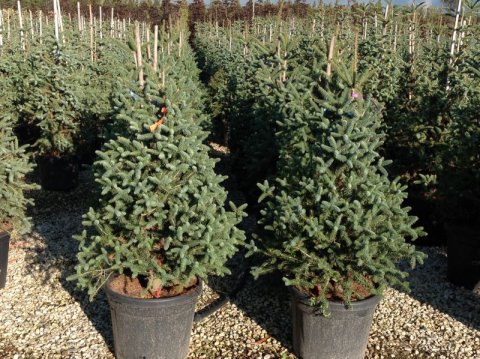 Abies pinsapo 'Glauca'