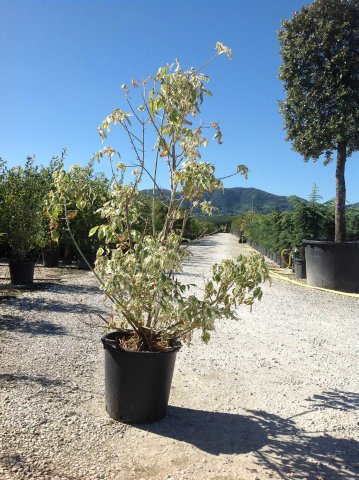 Acer negundo 'Flamingo'