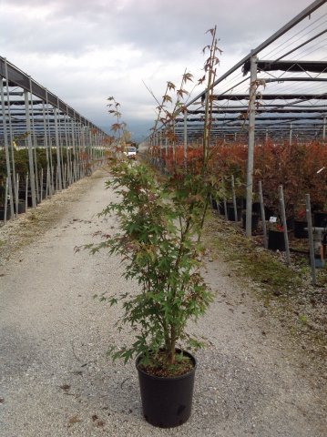 Acer palmatum 