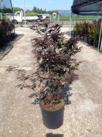 Acer palmatum 'Fireglow'