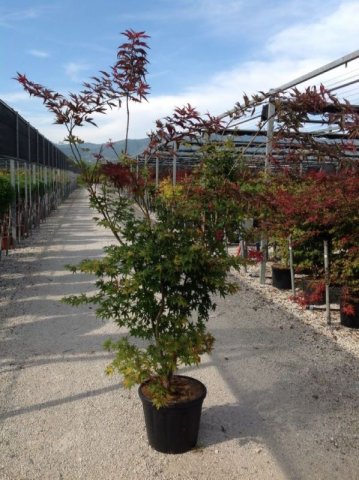 Acer palmatum 'Atropurpureum'