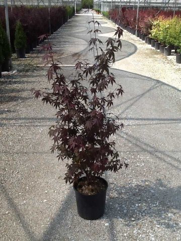 Acer palmatum 'Bloodgood'