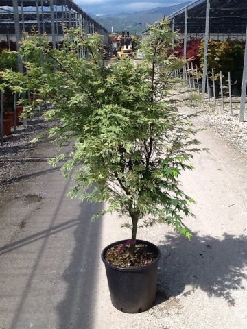 Acer palmatum 'Butterfly'