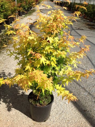 Acer palmatum 'Orange Dream'