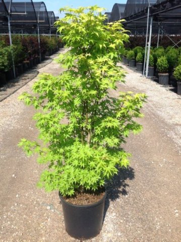 Acer palmatum 'Summer Gold'