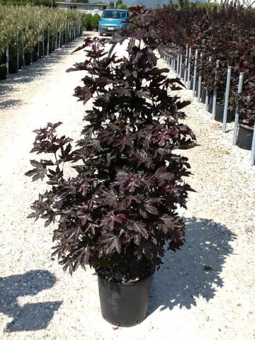 Acer platanoides 'Crimson Sentry'