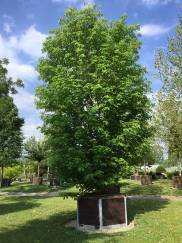 Acer saccharinum 'Pyramidale' (Fastigiatum)