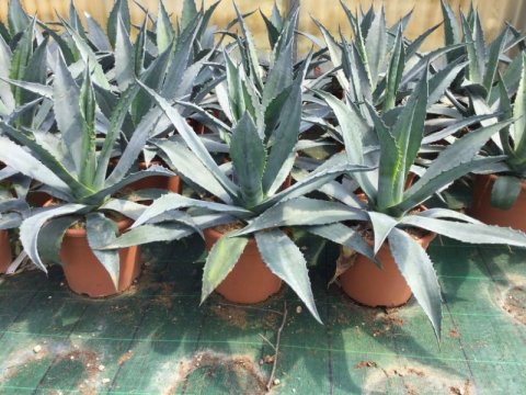 Agave americana 