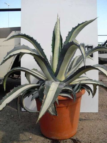 Agave americana 'Mediopicta Alba'