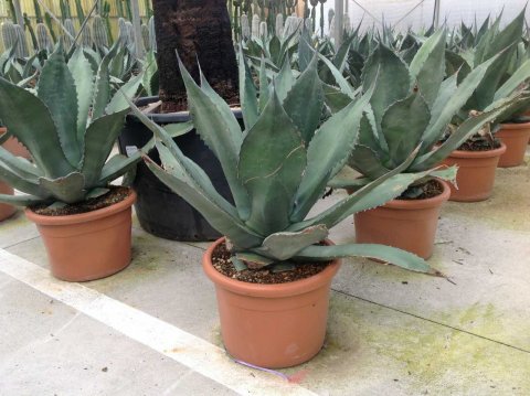 Agave ferox 