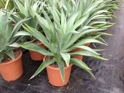 Agave americana 'Variegata'