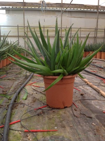 Aloe vera 